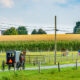 Amish horse and buggy on rural road with cornfields in background