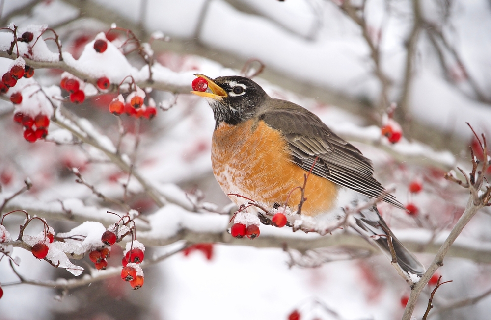 A robin eating a red berry on a snow covered branch