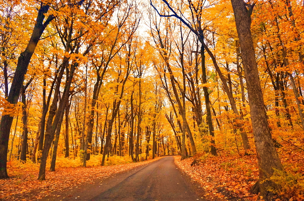 Fall tree colours lining a road 