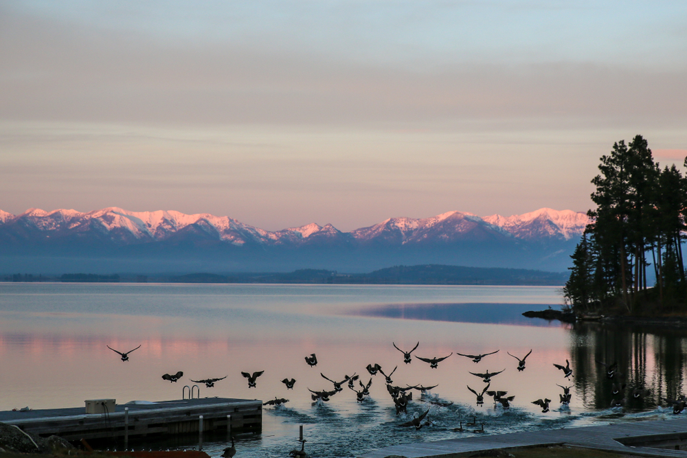 Birds taking off from Flathead Lake at dusk with mountains touched with pink light on the opposite side.