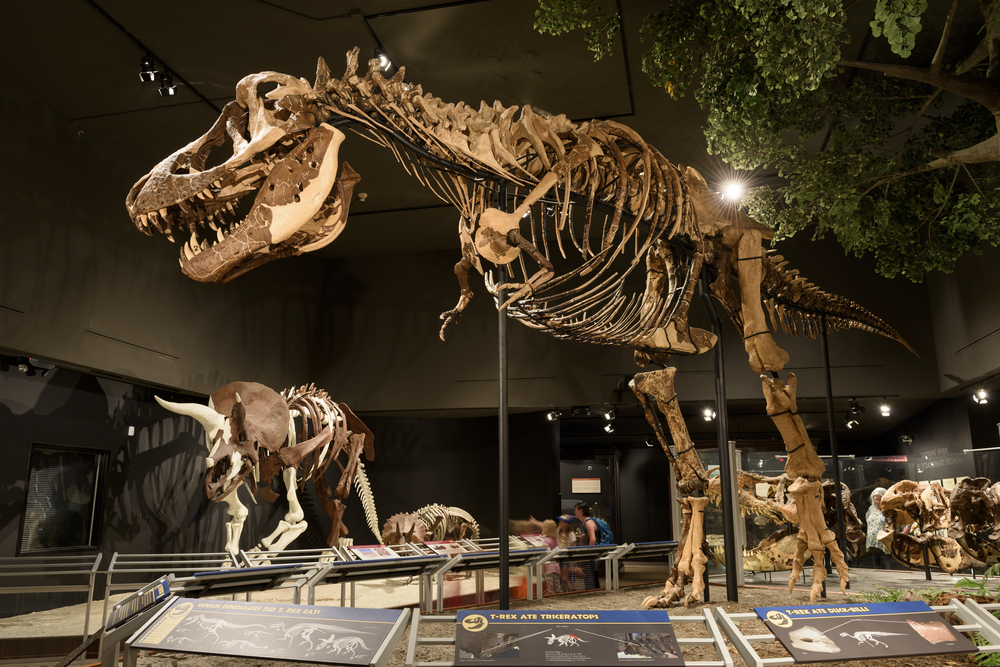 A T-rex skeleton among other skeletons at the Museum of the Rockies.