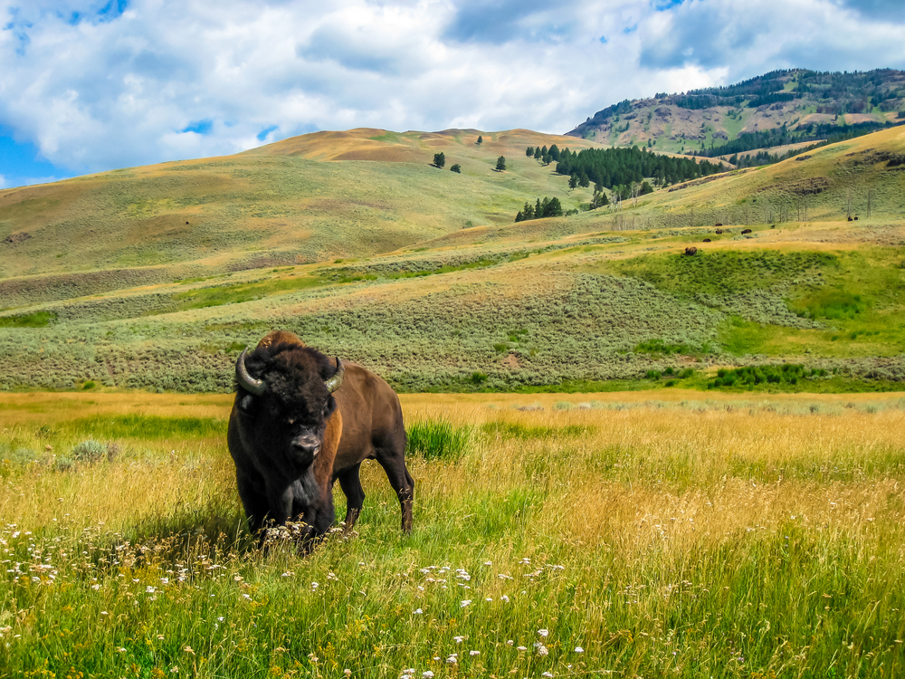 A bison stands in a field among rolling prairie hills.
