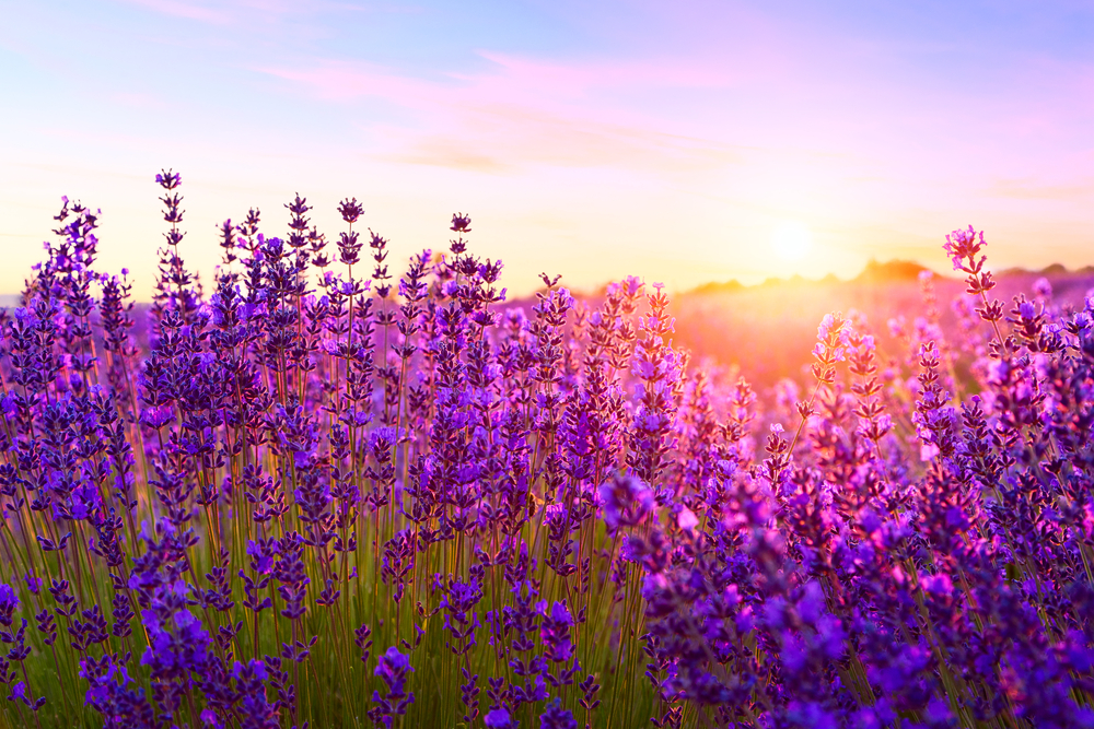 A lilac field as the sunsets Festivals in Ohio