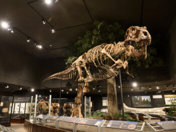 A large dinosaur skeleton on display at a museum, one of the best things to do in Bozeman
