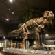 A large dinosaur skeleton on display at a museum, one of the best things to do in Bozeman
