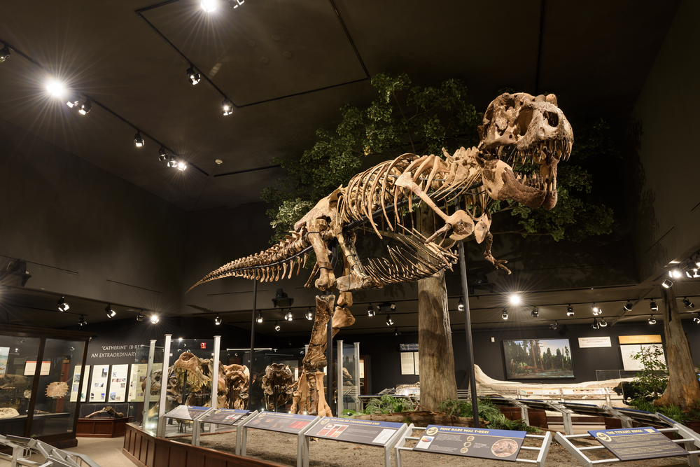 A large dinosaur skeleton on display at a museum, one of the best things to do in Bozeman