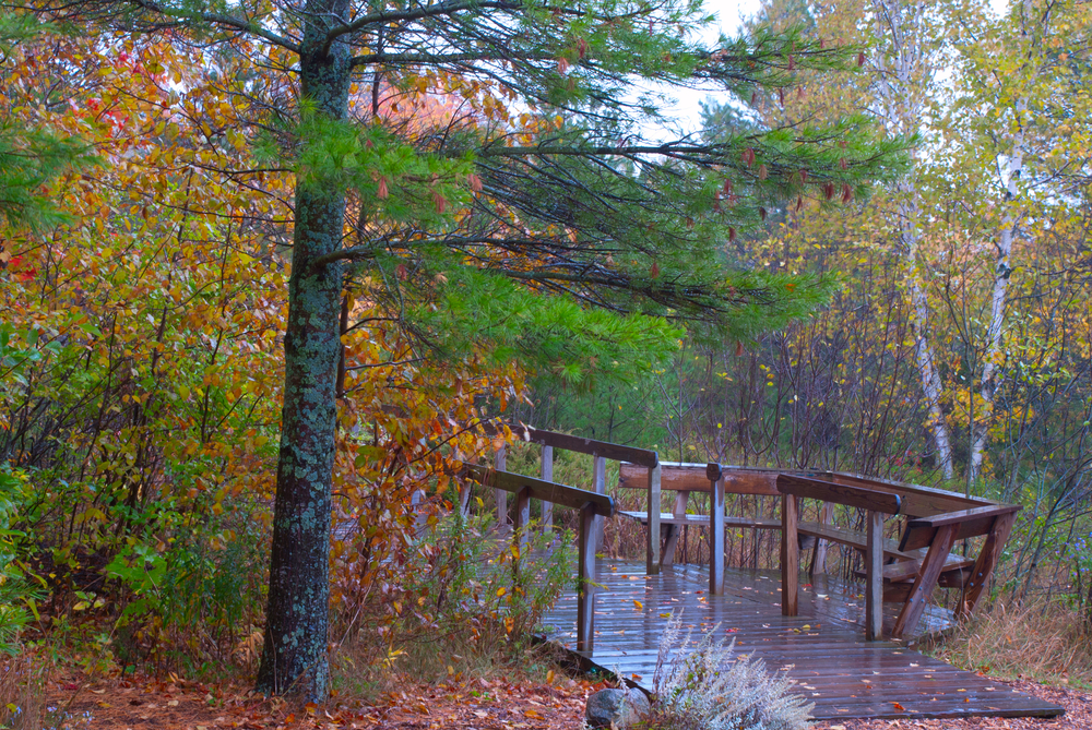 Wet wood flooring in the autumn forest, Washington Island, Wisconsin with a braodwalk and seating 