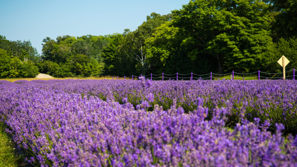 Lavender Fields in full bloom, Visiting is one of the things to do in Washington Island   