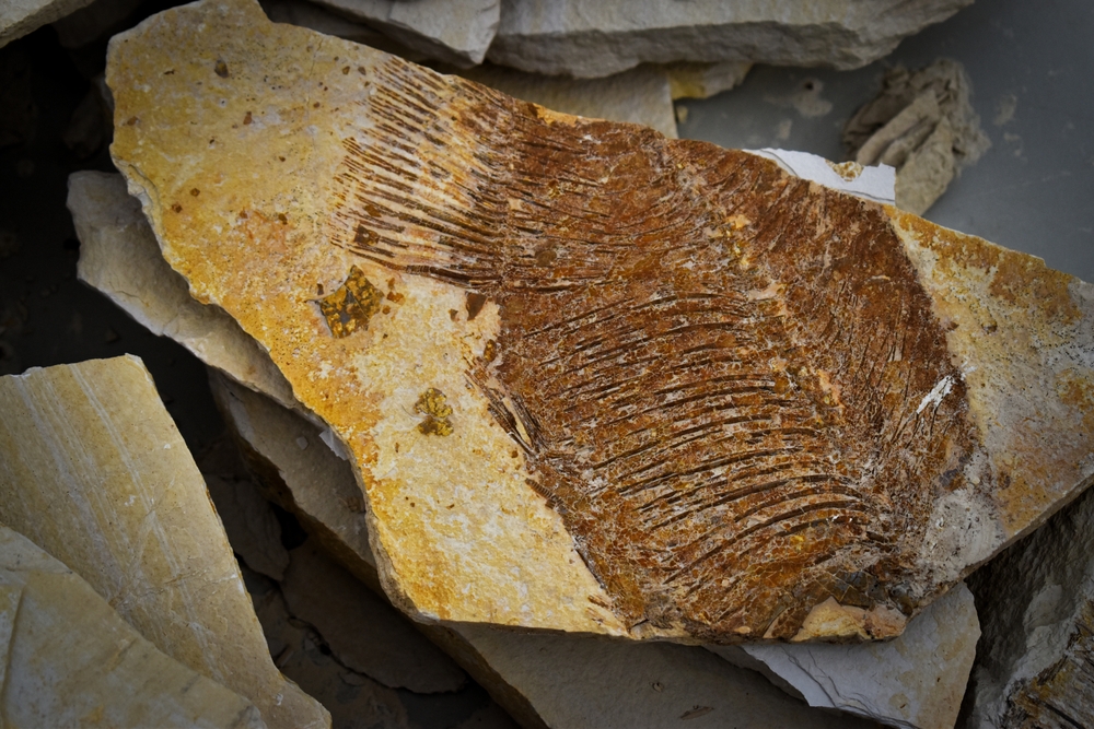fossilized fish preserved in white and yellow limestone things to do in butte