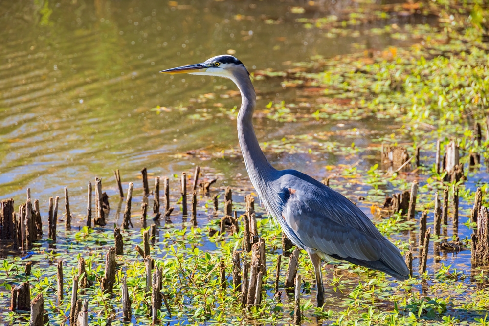 A Great Blue Heron standing in a pond on a sunny day 