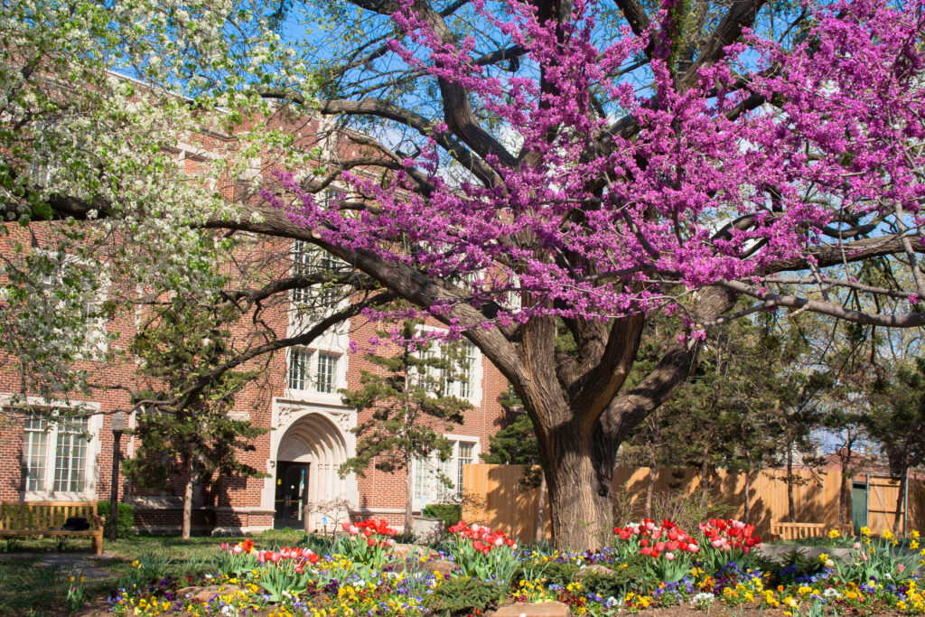 Colorful spring flowers and blossom of tulips, redbuds and plums at the University of Oklahoma Campus in Norman. 