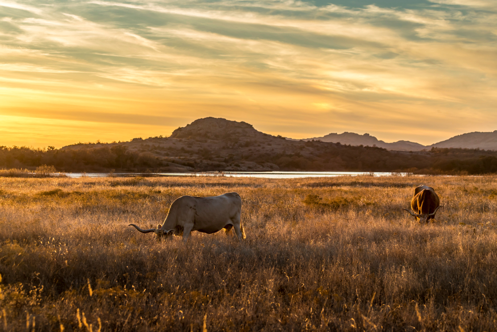 Texas longhorn grazing in the wilderness of Wichita Mountains Wildlife Refuge during the golden hour short before sunset in autumn.  This is one of the things to do in Oklahoma
