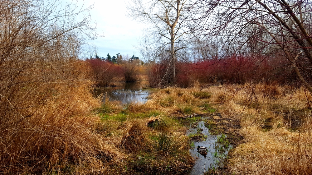 An area of wilderness with a steam running through it during the fall on a dreary day