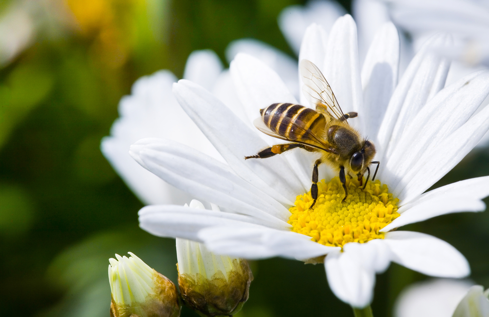 A honey bee feeding on a white flower during spring in Ohio.