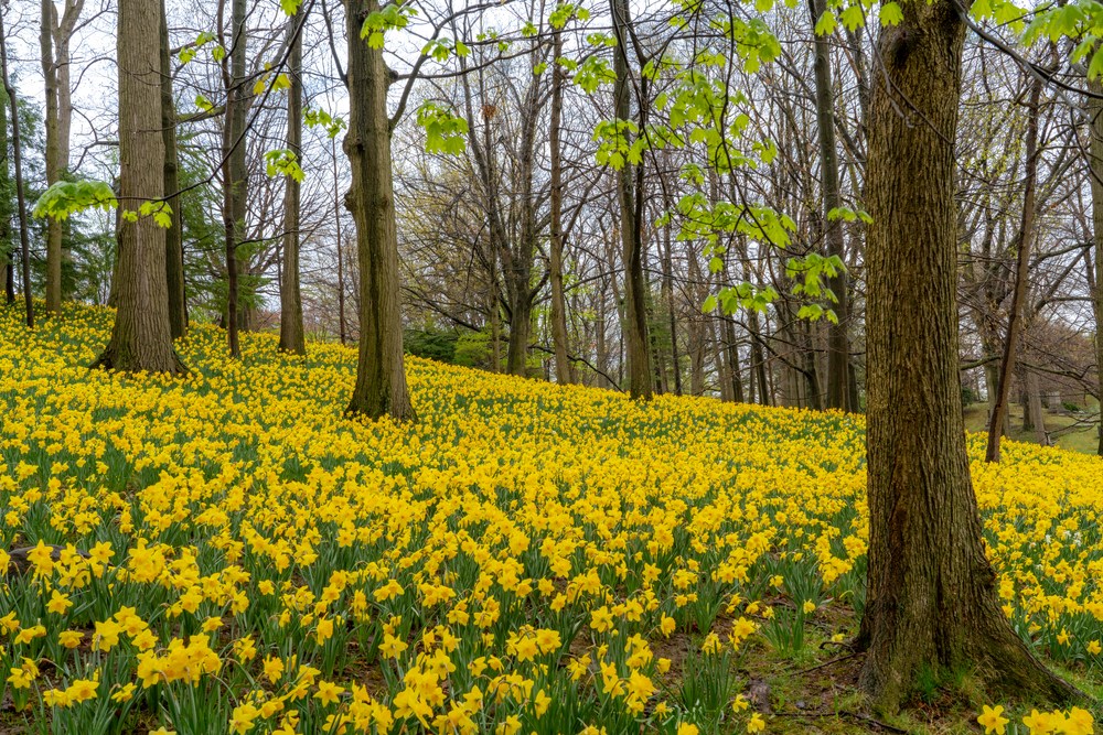 Yellow daffodils covering a hill among trees during spring in Ohio.