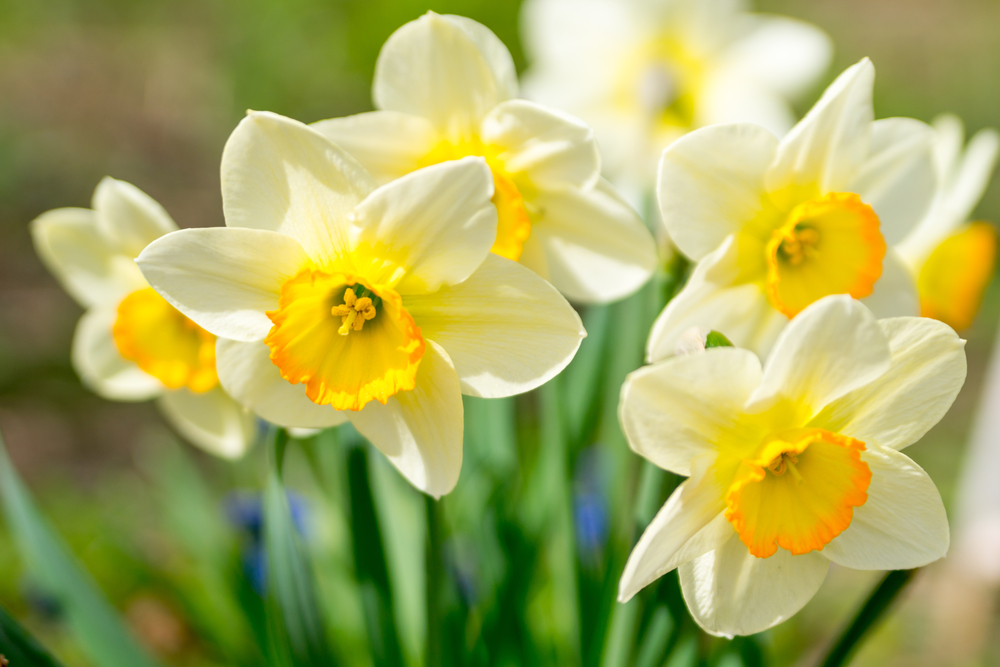 Close up of yellow daffodils in the sun.