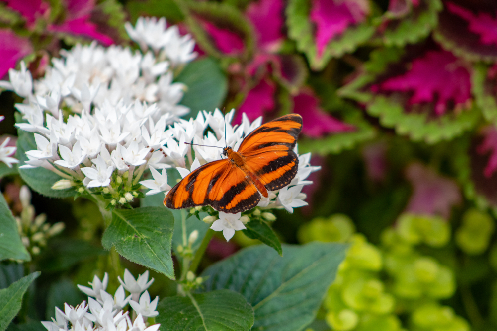 An orange and black striped butterfly on a cluster of white flowers.