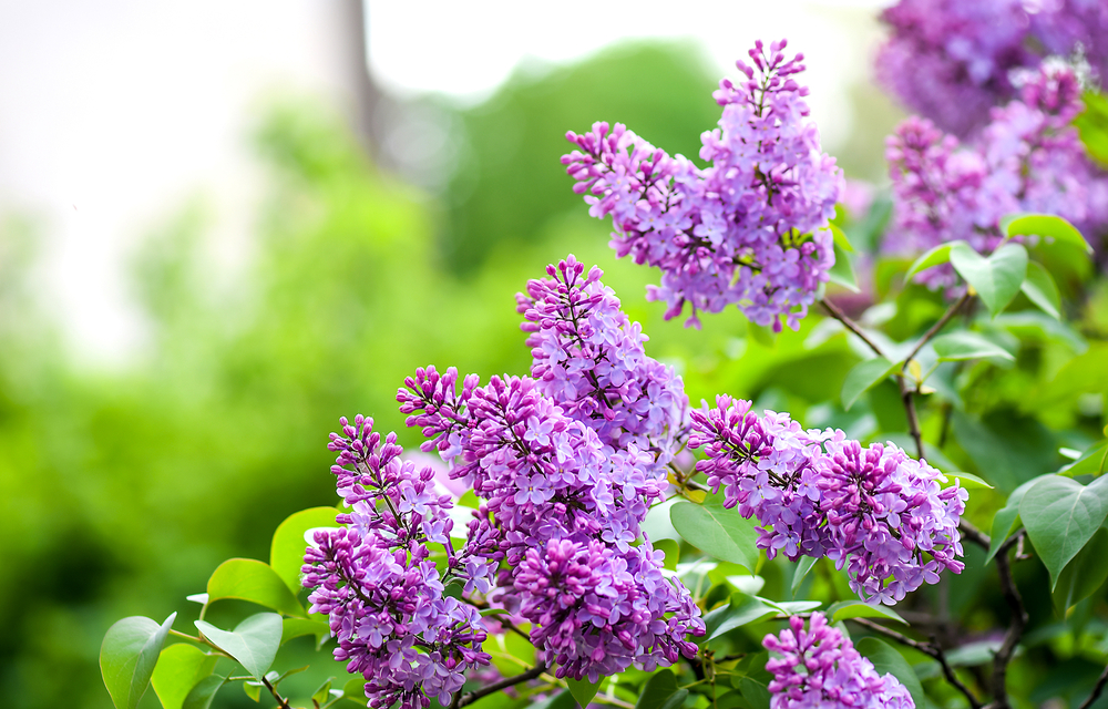 Pretty lilac flowers blooming on a plant.