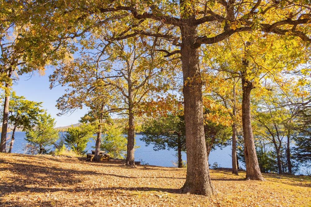 Fall trees with Greenleaf Lake in the background.