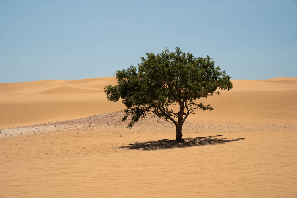 Single, short tree among sand dunes.