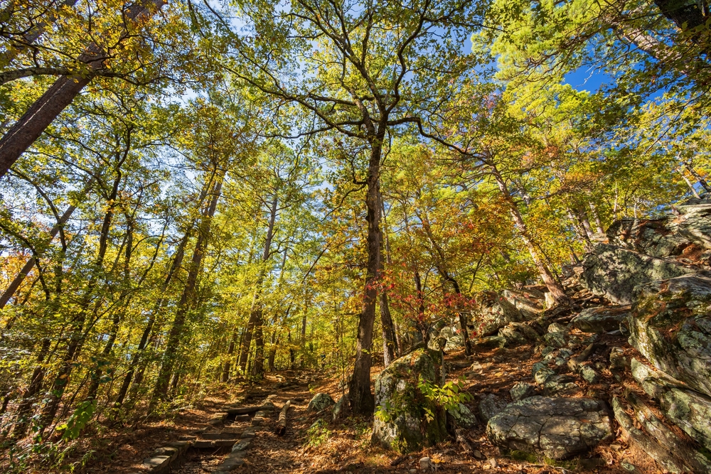 A forest path next to stones in one of the best state parks in Oklahoma.