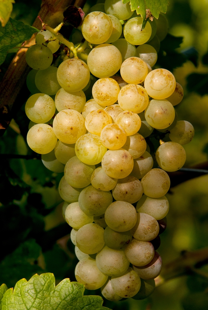 bunch of  ripe white wine grapes close up 