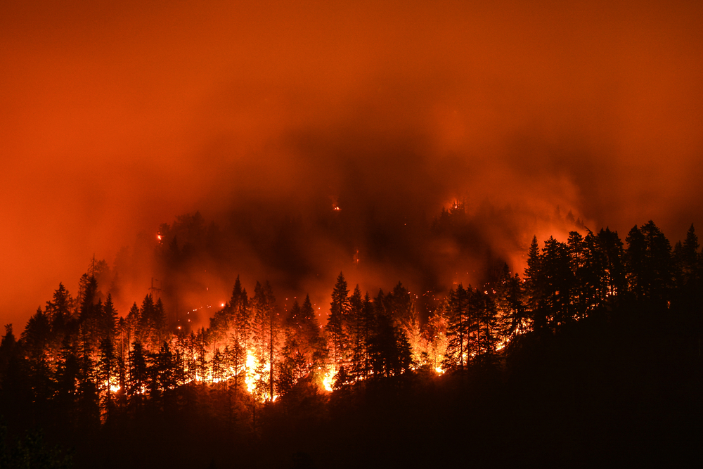 Smoke billowing up from a forest fire.