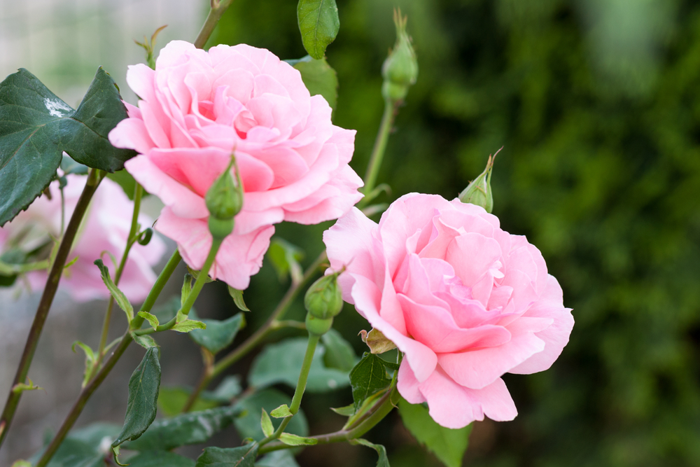 Light pink roses on a bush.