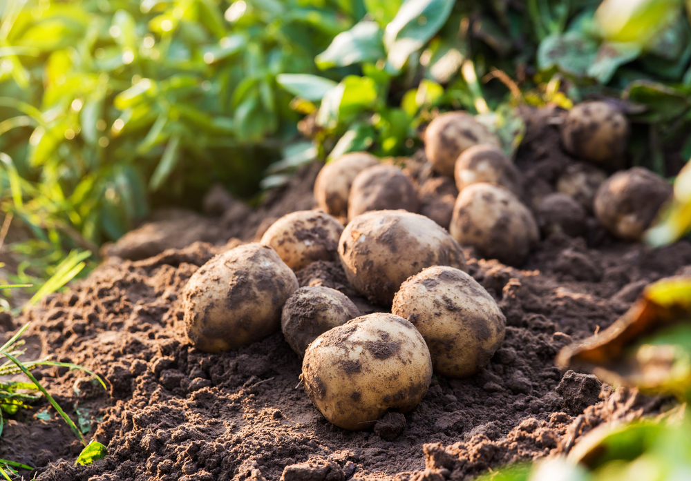 Freshly picked potatoes laying in dirt.