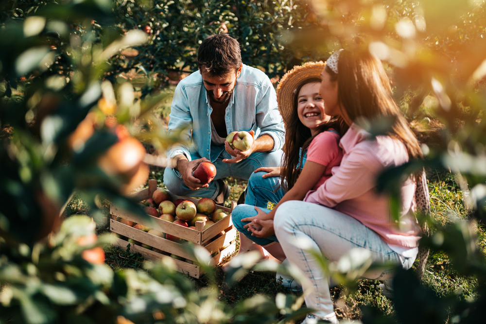 A family picking apples at an apple orchard event in Michigan