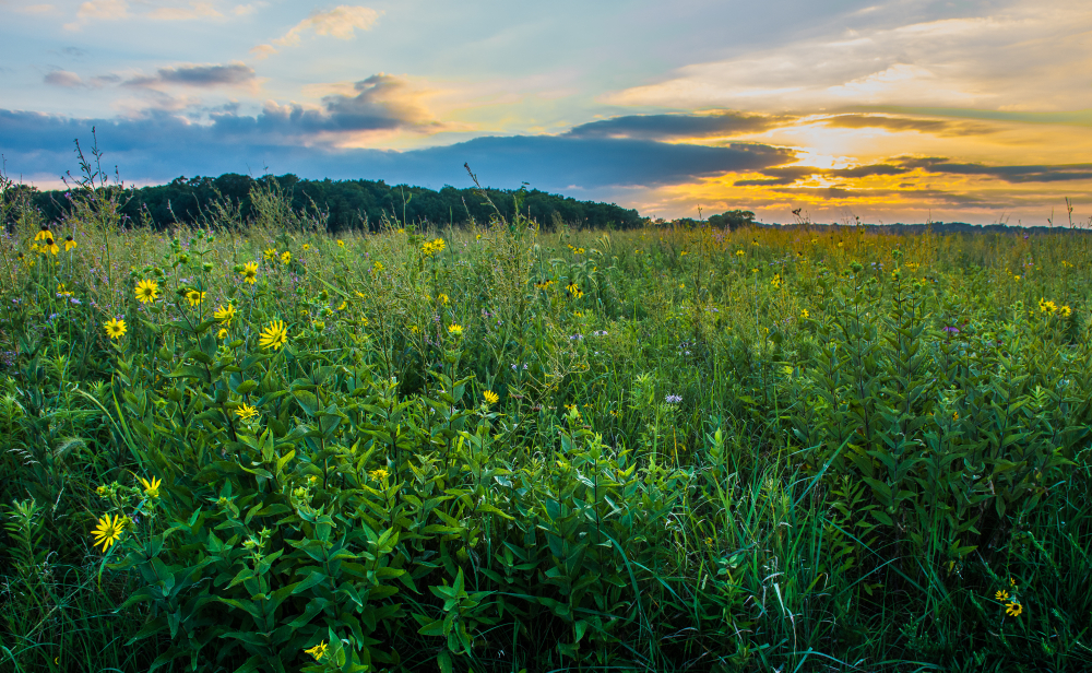Sunset over the prairie in Prophetstown State Park in Indiana. You can see wildflowers. One of the attractions in Indiana
