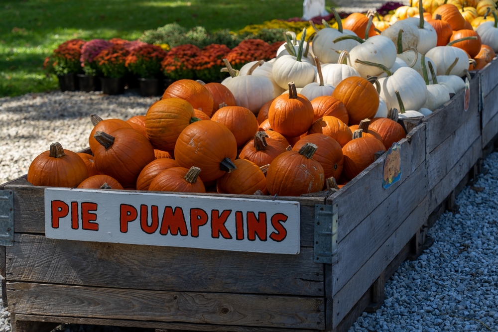 Pumpkins for sale in a crate at a pumpkin farm. There is a sign that says Pie Pumpkins 