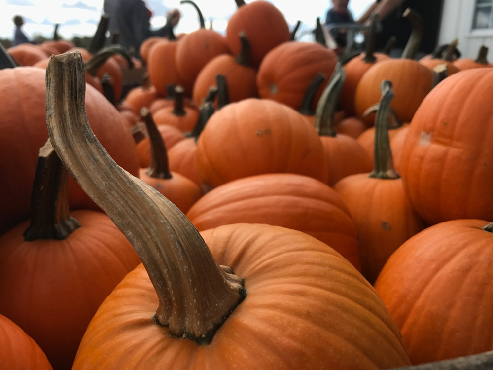 Close up on a pile of pumpkins.