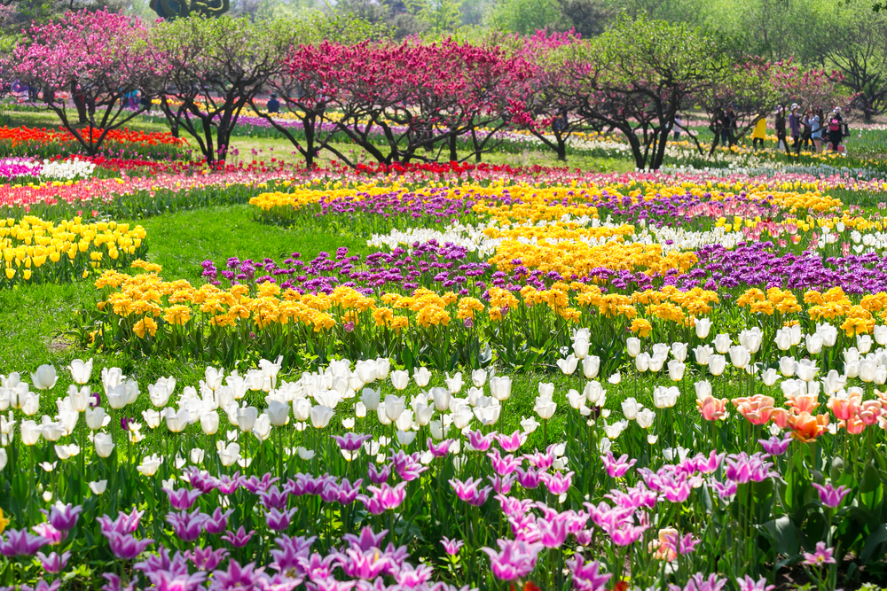 A garden with bright blooms of all kinds of colors and trees that are blooming with pink flowers