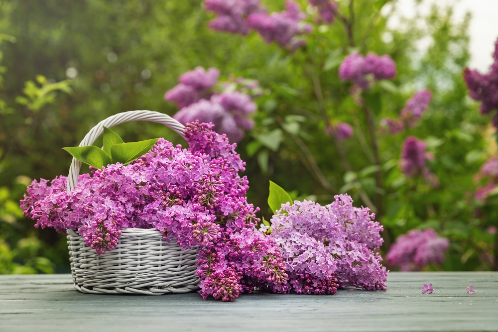 A white wicker basket with pink and purple lilac blooms in it and a lilac bush behind it