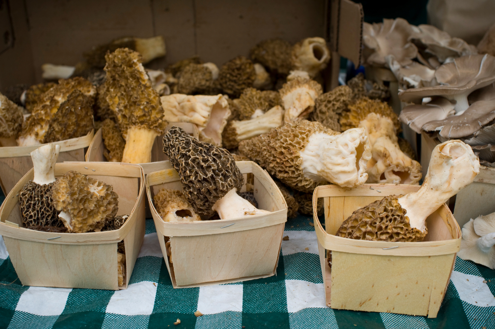 Morel mushrooms on sale at a farmers market event in Michigan
