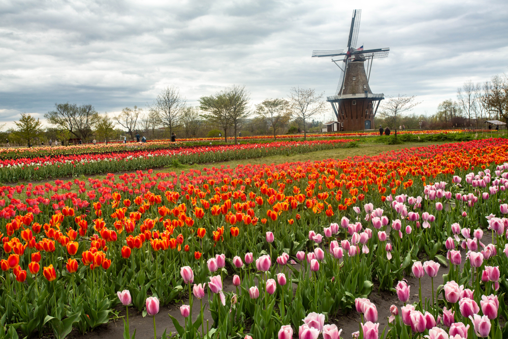 Rows of colorful tulips and a windmill at an events in Michigan