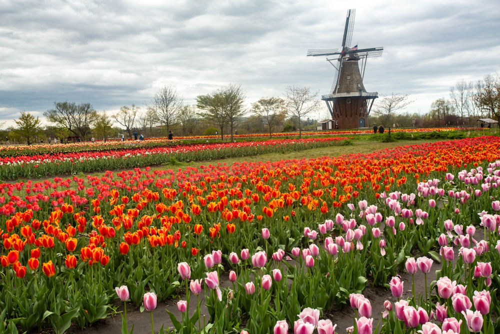 Colorful tulips and windmill events in Michigan