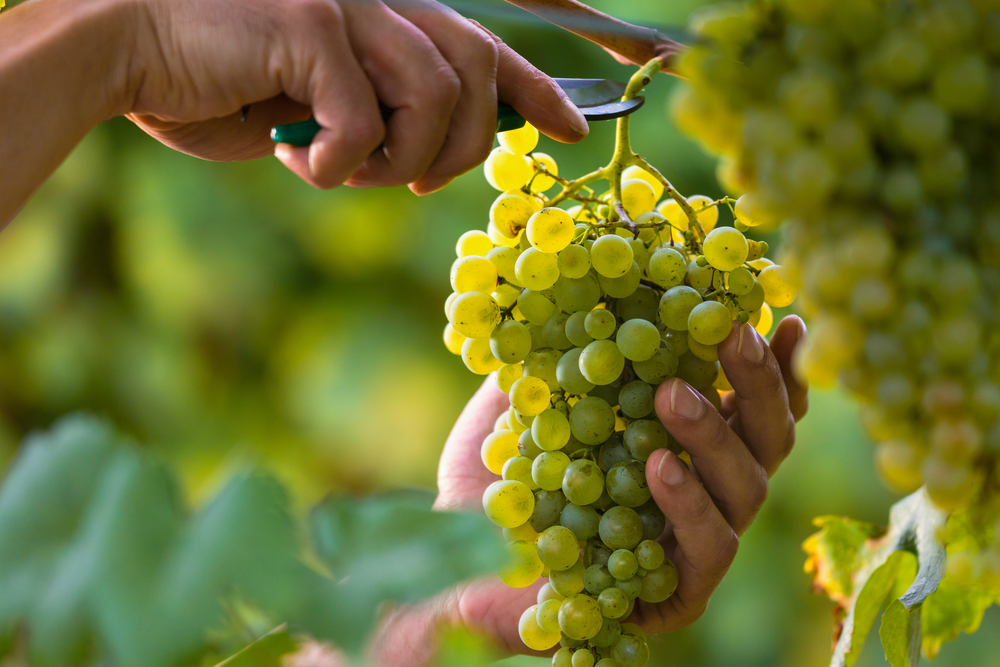 Close up of Worker's Hands Cutting White Grapes from vines during wine harvest in Vineyard.