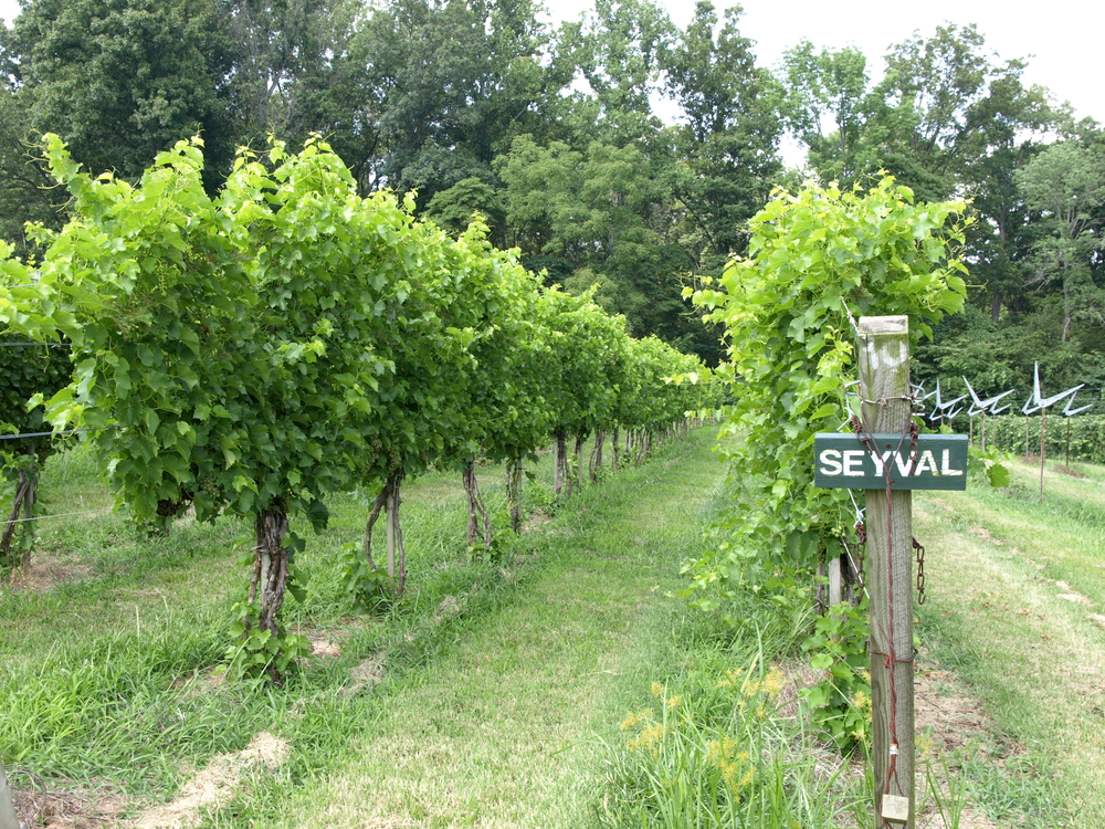 Grape vines in a row in southern Illinois in one of the wineries in Illinois.