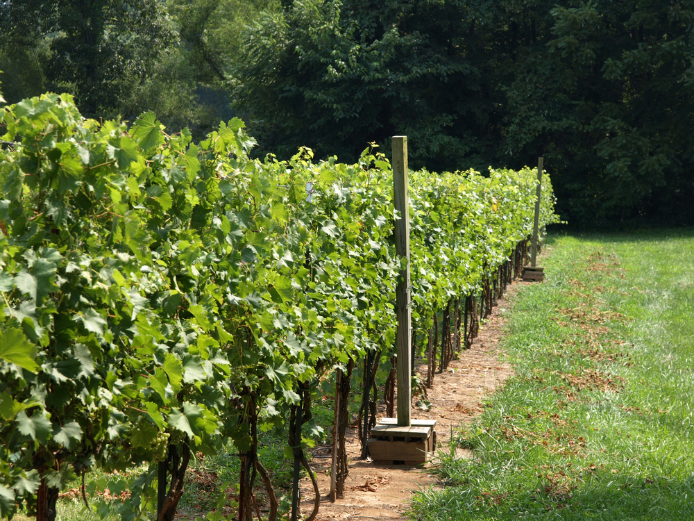 Grapevines in a row in southern Illinois in an article about wineries in Illinois