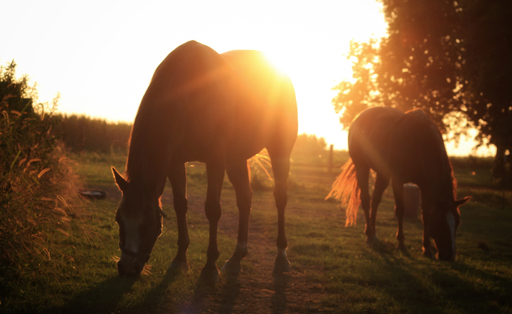 Two horses in a field with the sun setting behind them. 