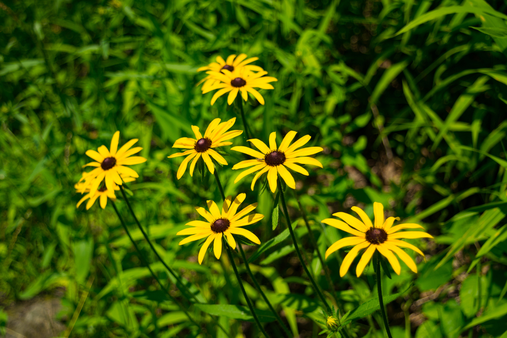 a cluster of yellow flowers