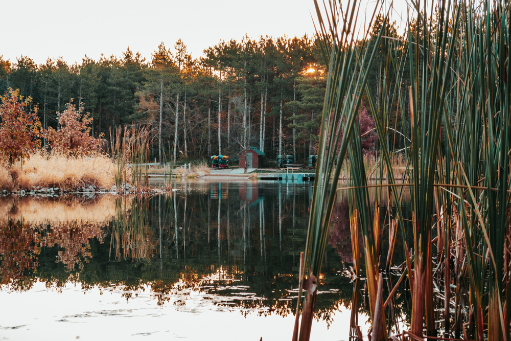 A view of one of the lakes in Iowa through the cattail grass looking at the shore where there is a small cabin and canoes and kayaks