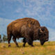 Large brown bison grazing on brown grass