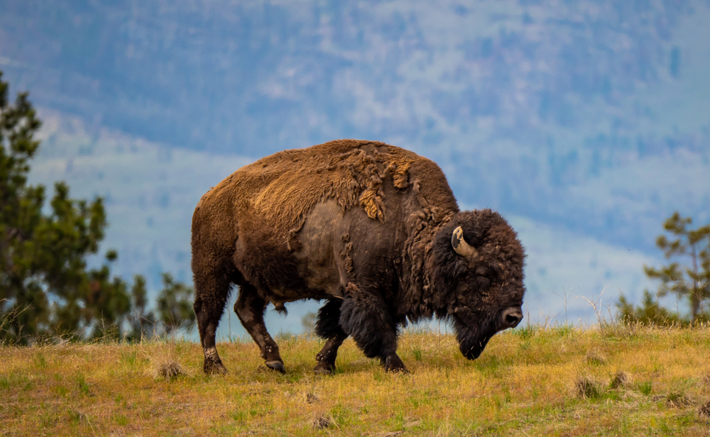 A bison walking through grass at the Bison Range in Montana.