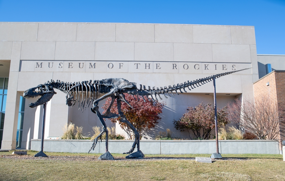 Life-size bronze statue of a T-rex seleton outside of the Museum of the Rockies in Montana.