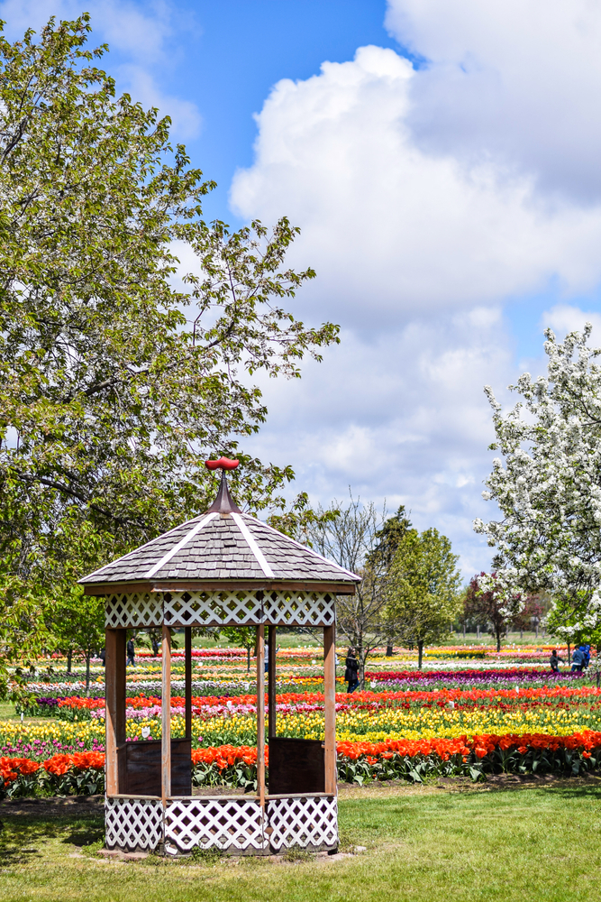 Wooden gazebo in front of colorful lines of tulips at Veldheer Tulip Gardens, one of the best things to do in Holland, MI.