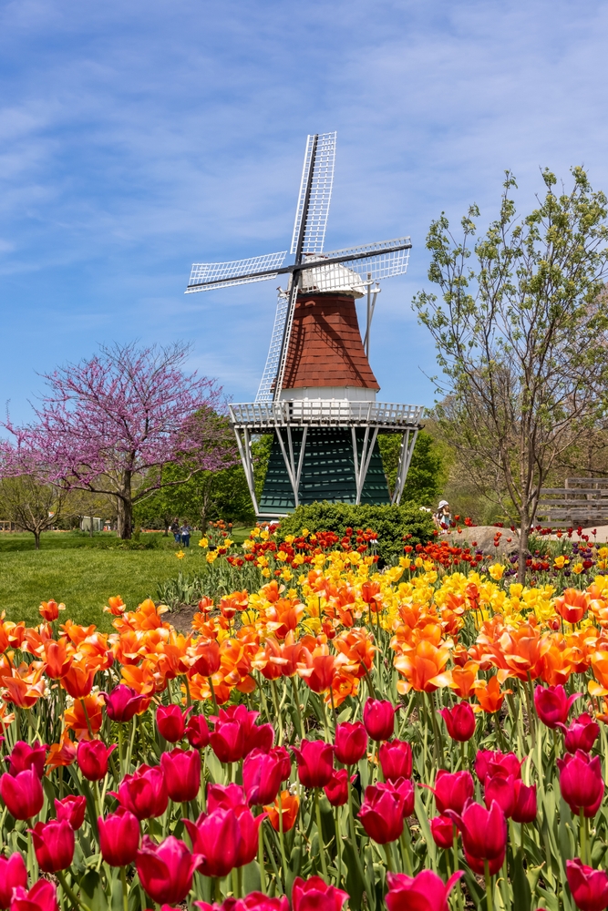 A windmill with rows of colorful tulips in the foreground.