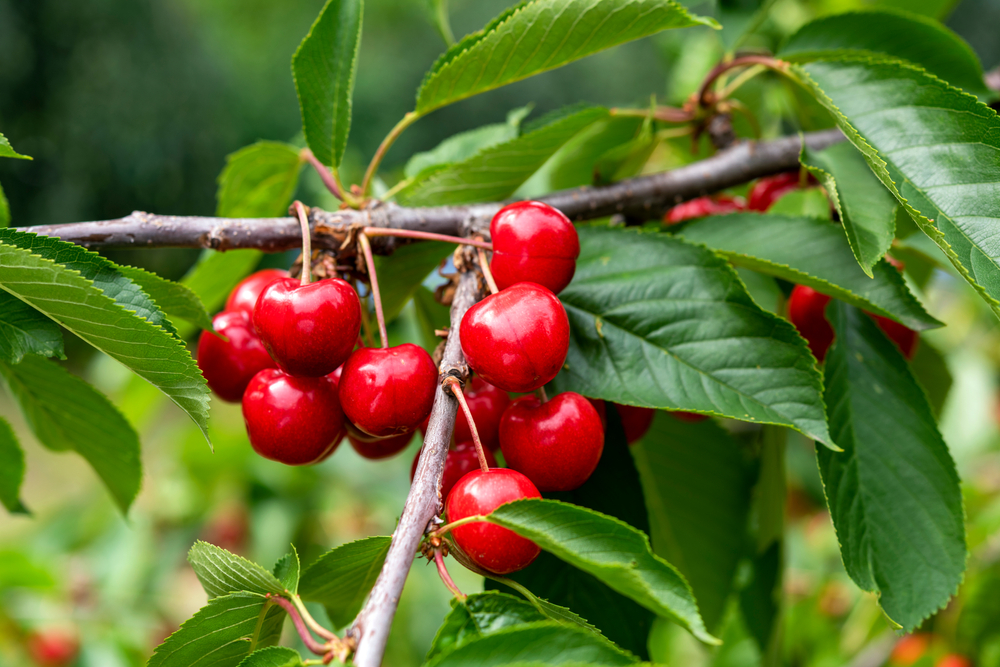 Close up of cherries on a tree.